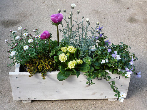 春に向けて寄せ植え作り ガーデニング プランツ花楽のスタッフブログ